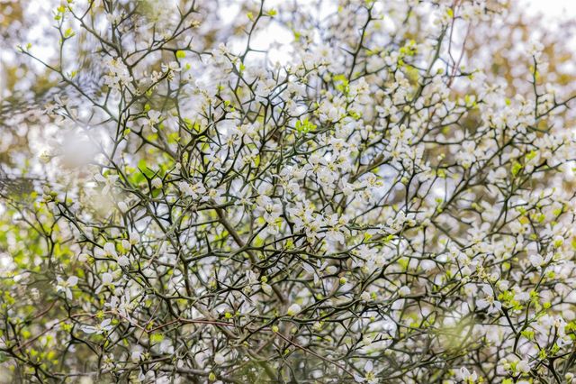 1017 New Ulm Road, Cat Spring, TX 78933