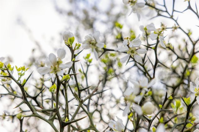 1017 New Ulm Road, Cat Spring, TX 78933