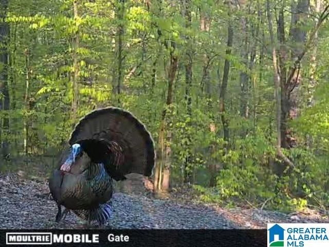 6246 RED HOLLOW ROAD, Pinson, AL 35215