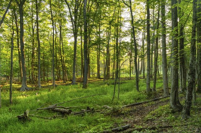 10844 Torchlight Lane, Central Lake Twp, MI 49622