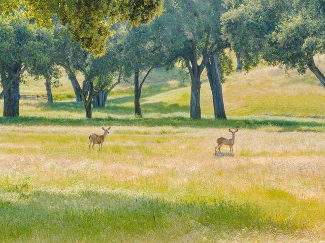 770 Limekiln Road, Hollister, CA 95023