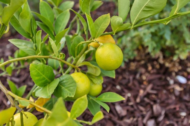 3177 Hinsdale Ct, Folsom, CA 95630