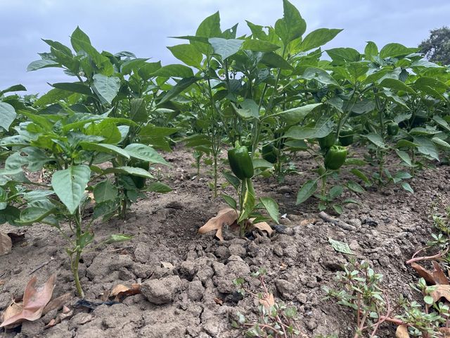 5985 Monterey Road, Gilroy, CA 95020