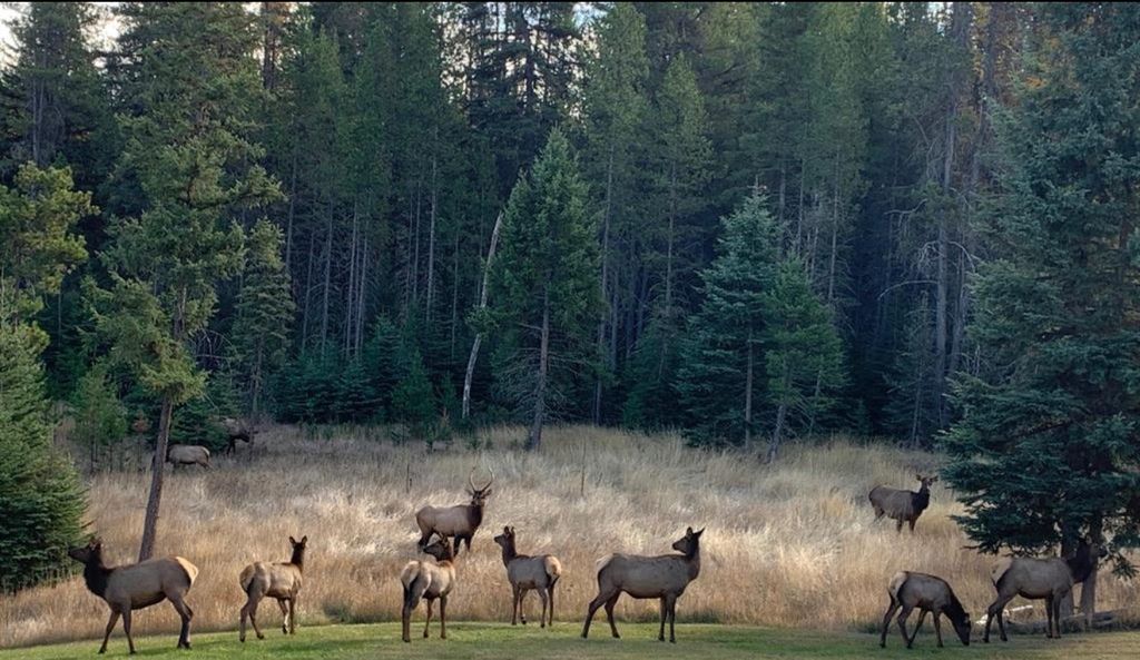 3700 Glen Lake Road, Eureka, MT 59917 photo 145