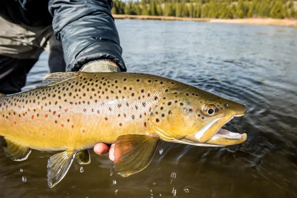 3700 Glen Lake Road, Eureka, MT 59917 photo 148