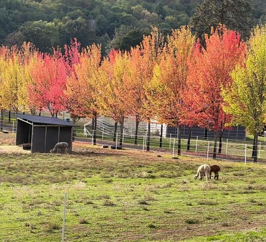 925 Galls Creek Road, Gold Hill, OR 97525