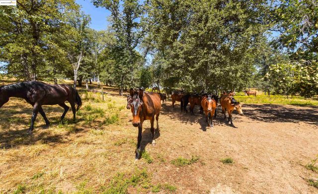 26255 Powell Ranch Rd, Sonora, CA 95370