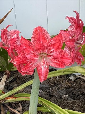 8042 36TH AVENUE N, St Petersburg, FL 33710