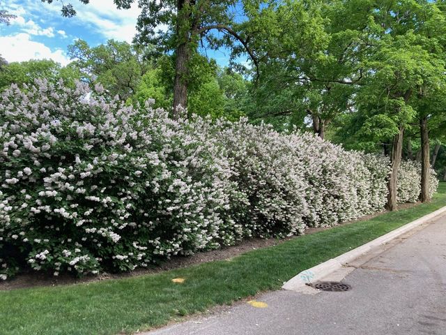 50 W Blodgett Avenue, Lake Bluff, IL 60044