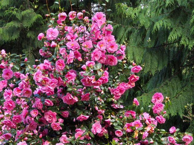 5505 Oyster Bay Road NW, Olympia, WA 98502