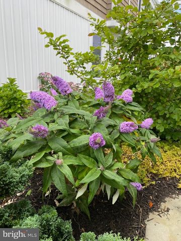 7 W ESSEX ST, Fenwick Island, DE 19944