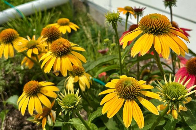 4029 Serenbe Street, Middleton, WI 53562