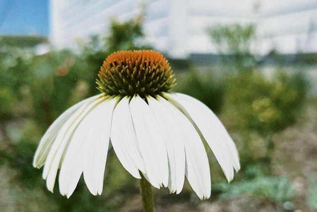 4029 Serenbe Street, Middleton, WI 53562