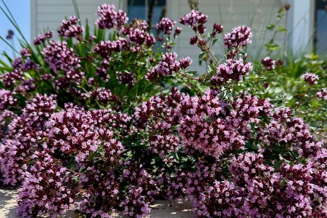 4029 Serenbe Street, Middleton, WI 53562