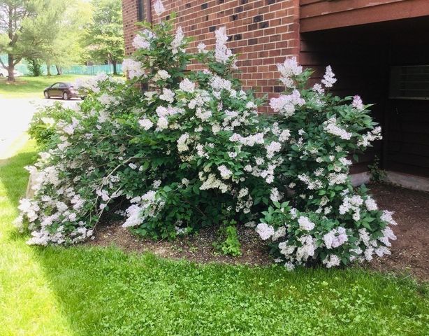 15 Davis Rd B11, Acton, MA 01720