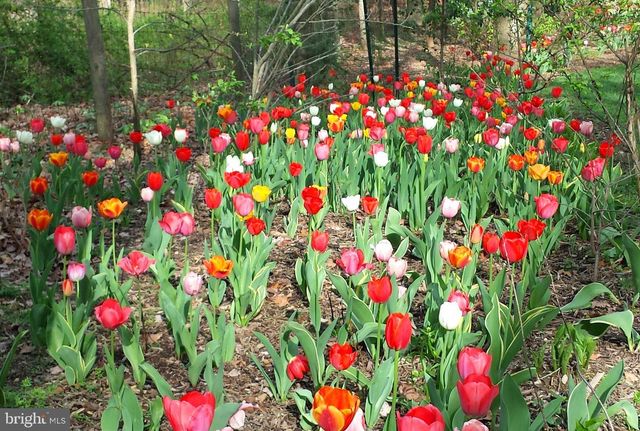 20830 PEACH TREE RD, Dickerson, MD 20842