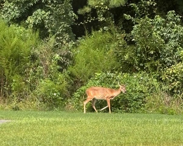 2475 Copper Creek Loop, Longs, SC 29568