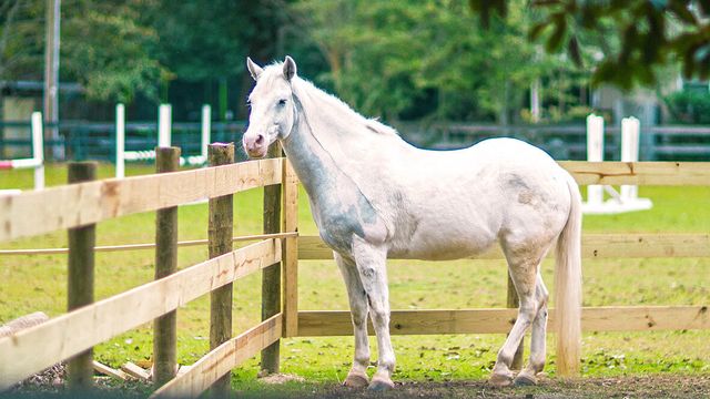 4031 Shy Boy Cove, Aiken, SC 29803