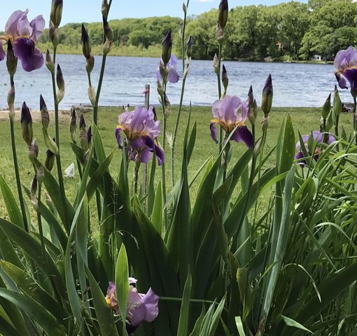 51156 Maple Road, Marcellus, MI 49067