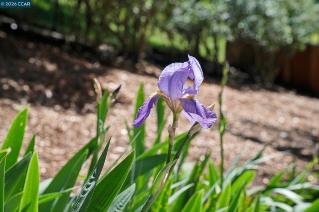 169 Natalie Dr, Moraga, CA 94556