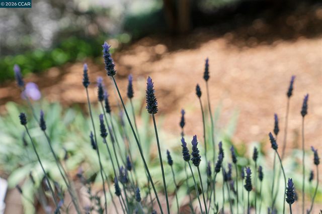 169 Natalie Dr, Moraga, CA 94556