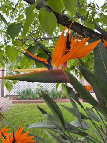 7055 Mccomber St, Sacramento, CA 95828