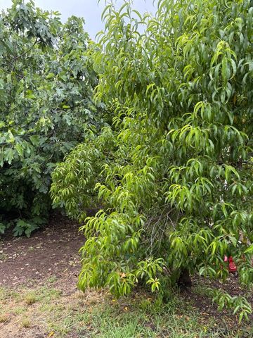 7055 Mccomber St, Sacramento, CA 95828