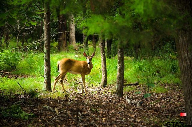 138 GREEN KNOLL, Holly Lake Ranch, TX 75765