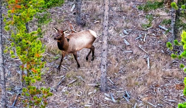 Lot 2 Wheatgrass Meadows, Big Sky, MT 59716