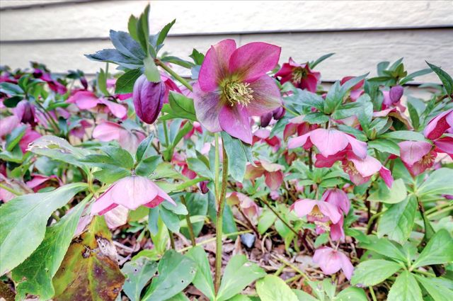 154 Scotia Pines Cir, Grass Valley, CA 95945