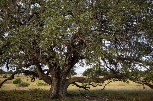 0 Vaquero Vista TRL, Lampasas, TX 76550