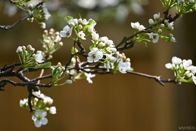 64 Oakwood Terrace, North Tonawanda, NY 14120