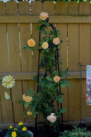 64 Oakwood Terrace, North Tonawanda, NY 14120