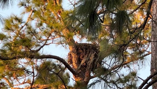 556 BRUNSWICK DRIVE, Davenport, FL 33837