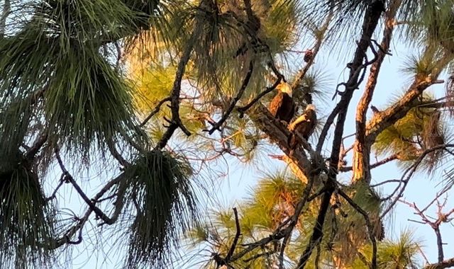 556 BRUNSWICK DRIVE, Davenport, FL 33837