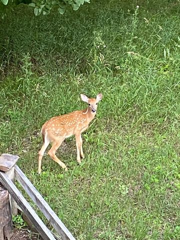 51070 Lake Six Road, Hobart Twp, MN 56544