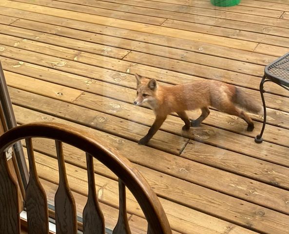 51070 Lake Six Road, Hobart Twp, MN 56544