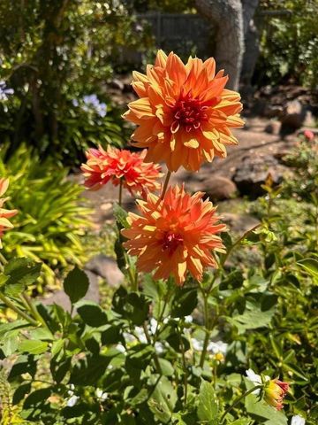 578 CRESTA VISTA Lane, Portola Valley, CA 94028