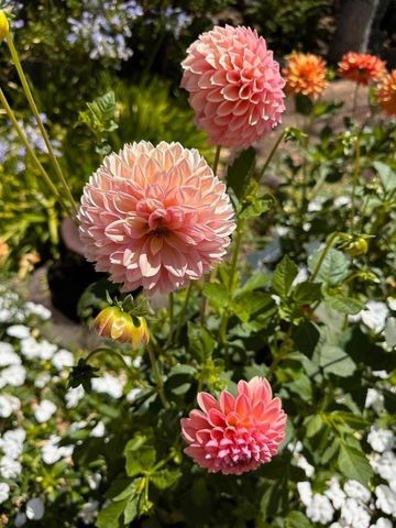 578 CRESTA VISTA Lane, Portola Valley, CA 94028