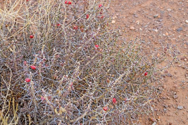 Lot 73 Bosque Trail, San Antonio, NM 87832