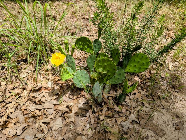 907 Welch School Road, Collinsville, TX 76233