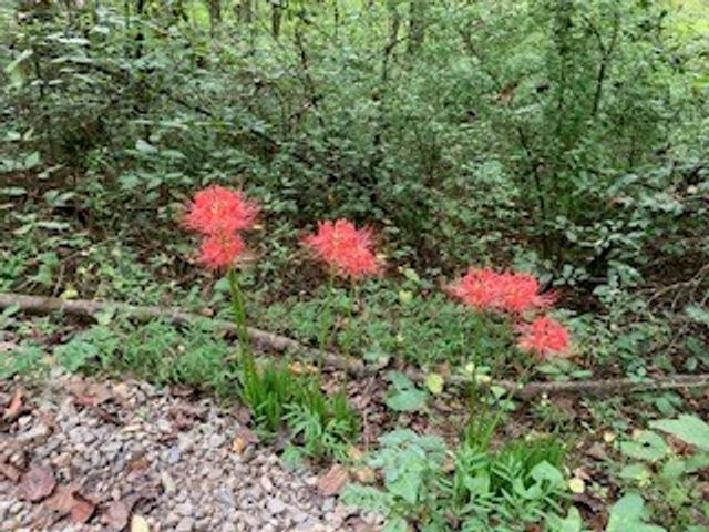 Lot 52 Llama Lane, Ellijay, GA 30540