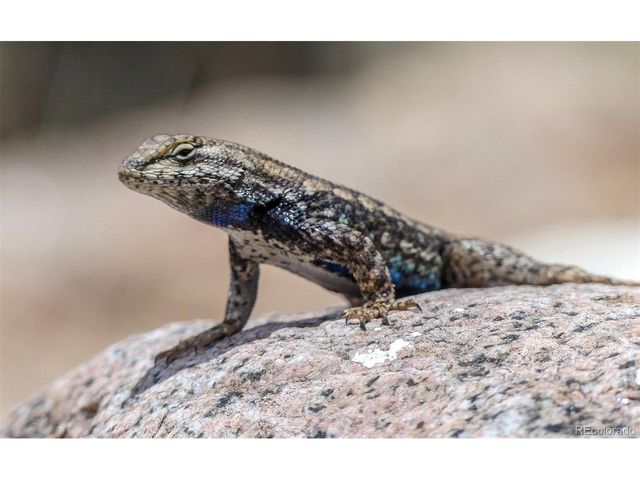 671 Midland Ct, Lake George, CO 80827