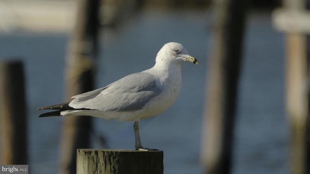 33907 CAMELIA DR, Lewes, DE 19958