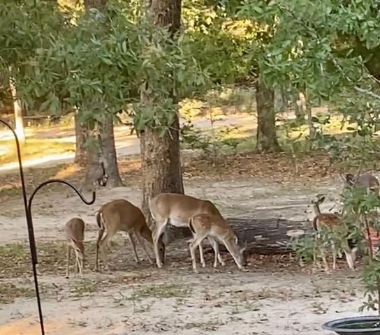 6481 County Road 4522, Athens, TX 75752