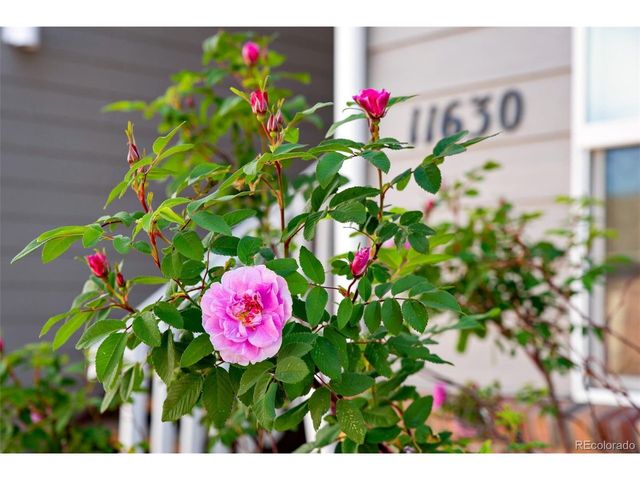 11630 W 62nd Pl 102, Arvada, CO 80004
