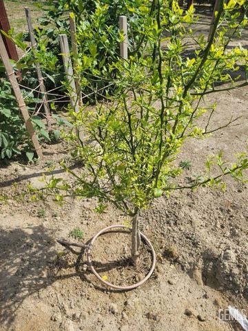 5501 Judd Street, Bakersfield, CA 93314