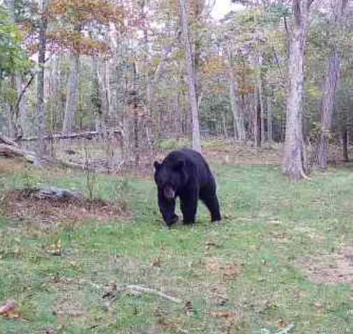 80 Hunter Lane, Wassaic, NY 12592