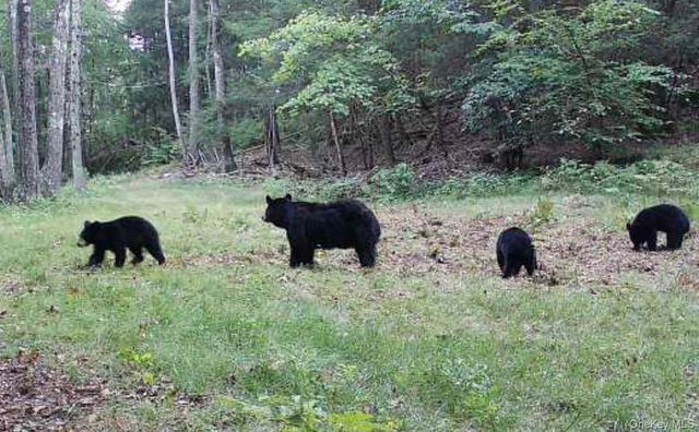 80 Hunter Lane, Wassaic, NY 12592