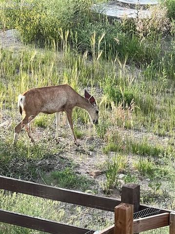16462 Mountain Flax Drive, Monument, CO 80132